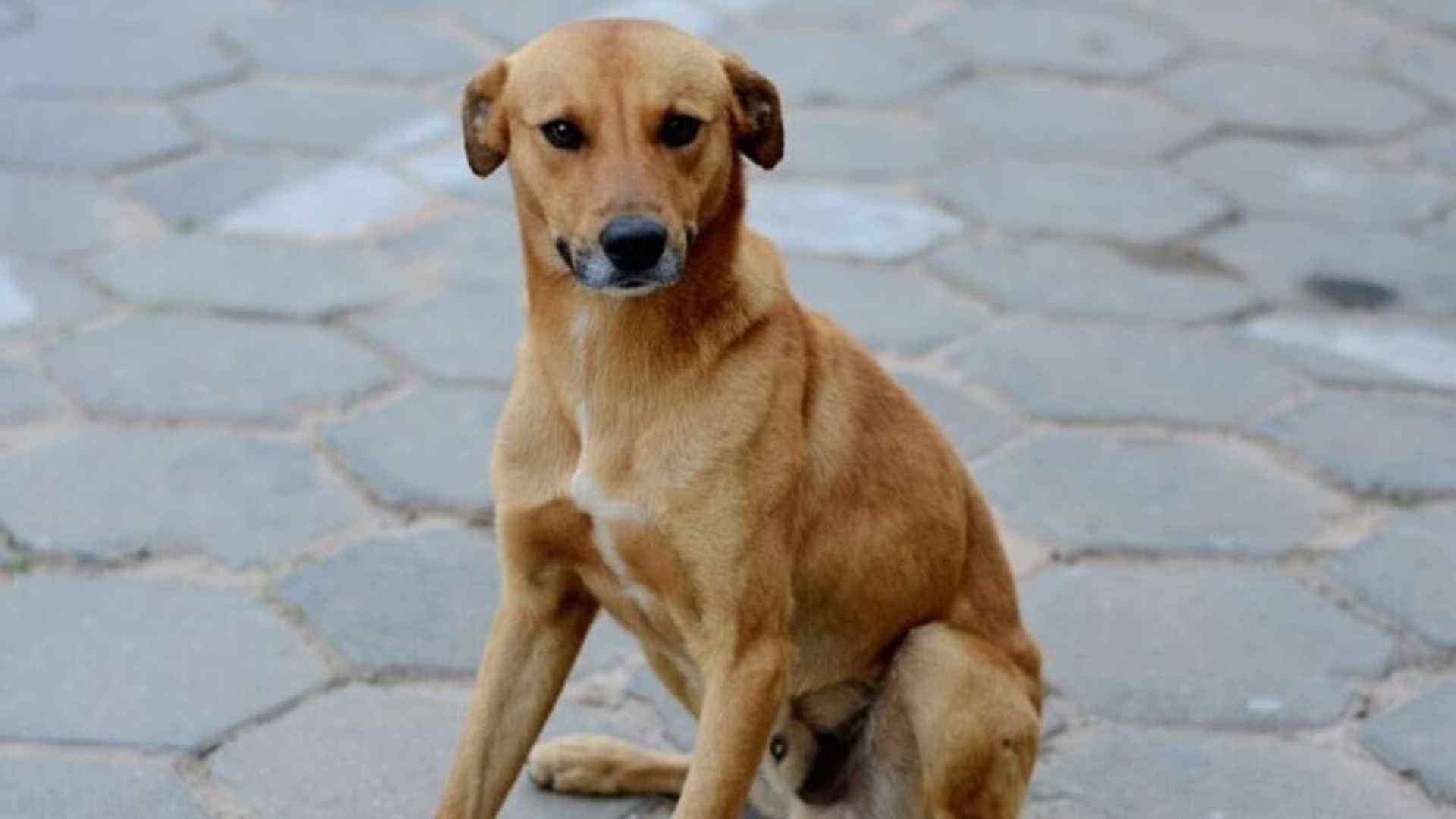 México reconhece oficialmente o vira-lata caramelo como raça