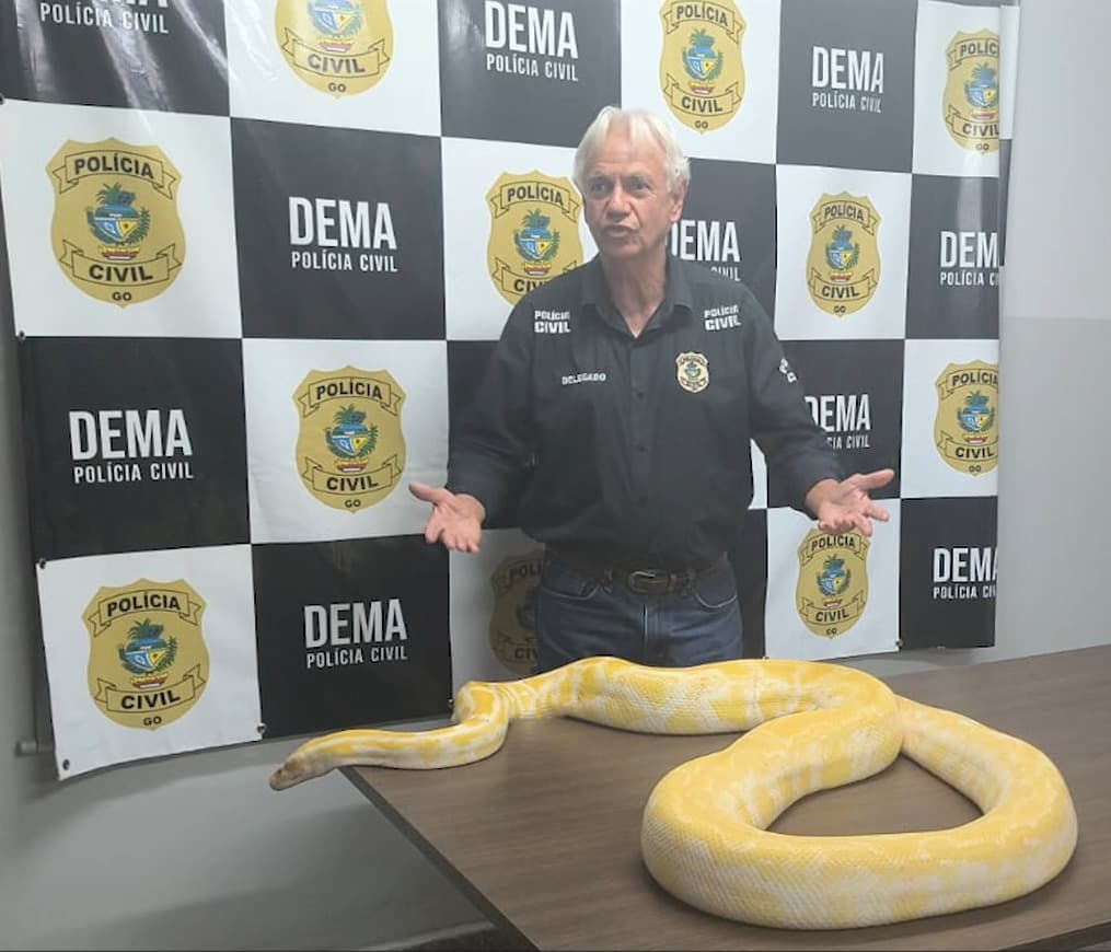 Olha a cobra: Píton exótica é resgata nas ruas de Aruanã (GO) e transferida para Zoológico de Goiânia